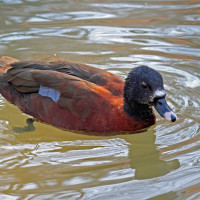 Hartlaub's Duck